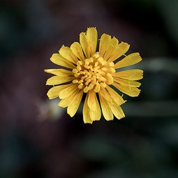 Scorzoneroides autumnalis (autumn hawkbit)